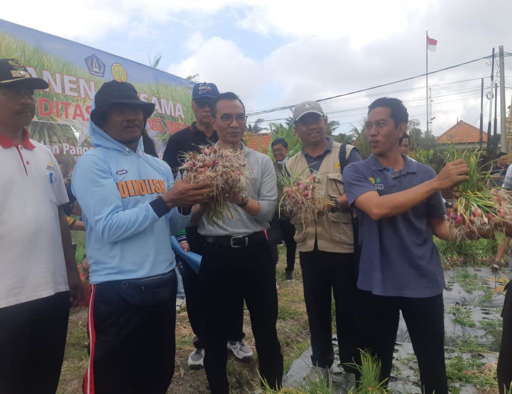 Diperpa Badung Panen Bawang Merah Di Subak Munggu